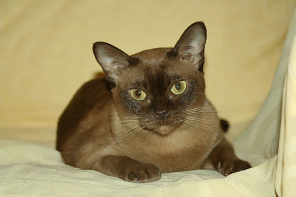бурманская кошка Гуся